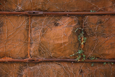 Close-up of rusty barbed wire