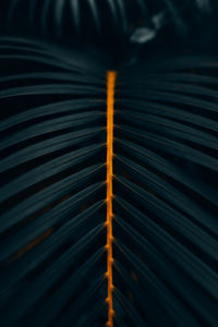 Full frame shot of palm leaf