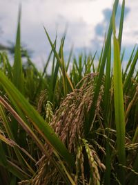 Close-up of crops growing on field against sky