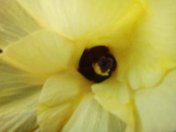 Close-up of insect on yellow flower