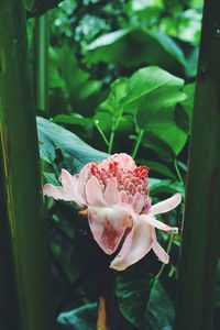 Close-up of pink flowers