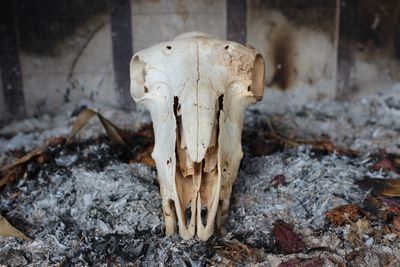 Close-up of animal skull