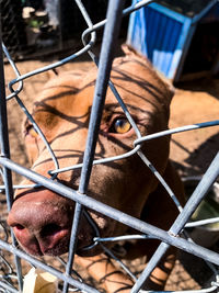 Close-up of an animal seen through chainlink fence