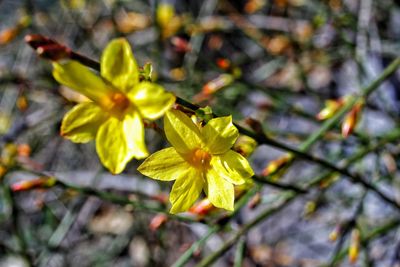 Close-up of flowers blooming outdoors