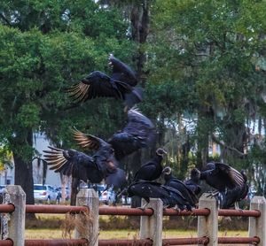 Birds on top of tree