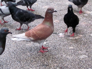 Close-up of mallard ducks