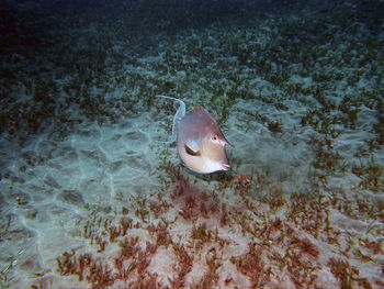 High angle view of fish swimming in sea