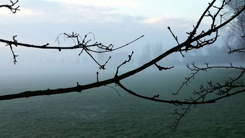Bare trees against sky
