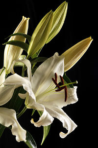 Close-up of white flowering plant against black background