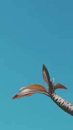 Low angle view of bird against clear blue sky