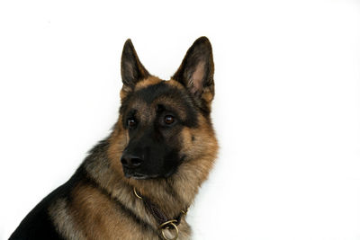 Close-up of dog against white background