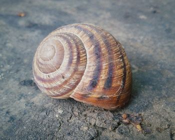 Close-up of animal shell on ground