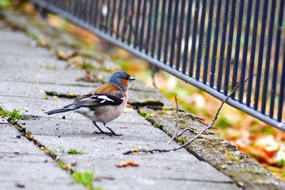 High angle view of bird perching on footpath