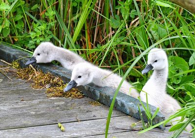 View of birds on grass