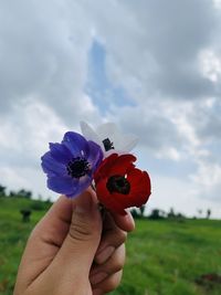 Cropped hand holding purple flowering plant against sky