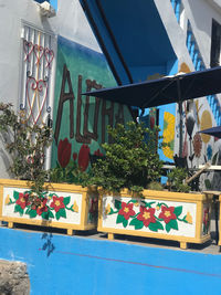 Low angle view of potted plants by swimming pool against building