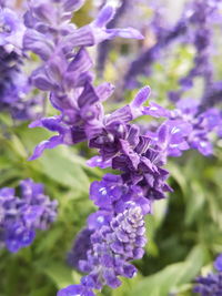 Close-up of purple flowering plant
