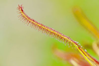 Close-up of insect on flower