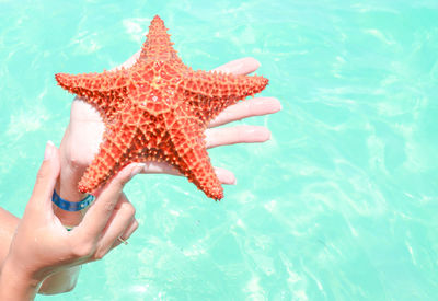 High angle view of human hand holding swimming pool