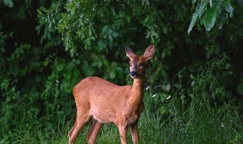 Deer standing on field