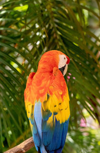 Catalina macaw ara ararauna x ara macao hybrid of the scarlet macaw and the blue and yellow macaw.