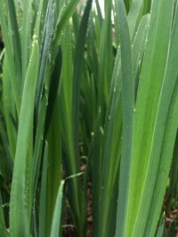 Close-up of grass growing in field