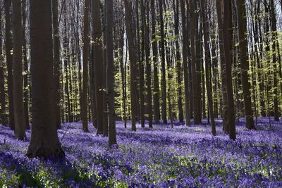 Bluebells in hallerbos  brussels belgium 