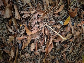 Full frame shot of dried plant on land