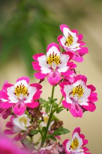 Close-up of pink flowers blooming outdoors