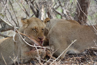Female lion eating a steenbock