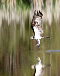 Close-up of osprey landing on lake