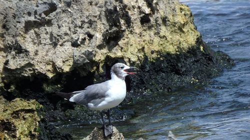 Close-up of bird perching on rock by sea