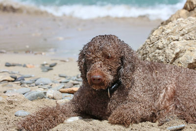 Portrait of an animal on beach