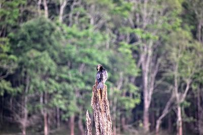 Bird perching on statue