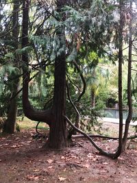 Trees in forest