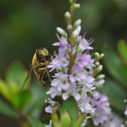 Close-up of bee pollinating on purple flower