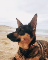 Close-up of a dog looking away