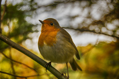 Close-up of bird perching on branch