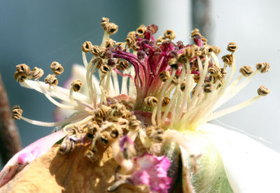 Close-up of flowers