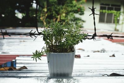 Close-up of potted plant on table in yard