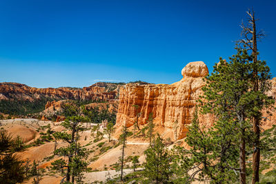 Plants growing on rock against blue sky
