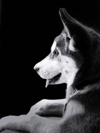 Close-up of dog looking away against black background