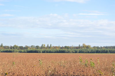 Autumn buckwheat field in the form of a green manure