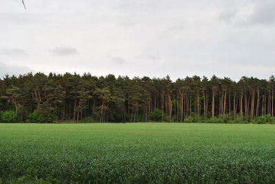 Trees growing on field against sky