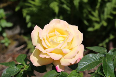 Close-up of rose blooming outdoors