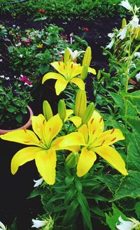 Close-up of yellow flowers blooming outdoors