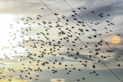 Low angle view of birds flying in sky