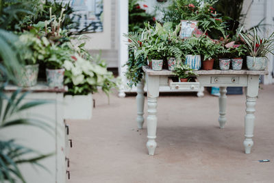 Potted plants on table in yard