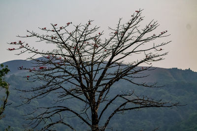 Low angle view of bare tree against sky