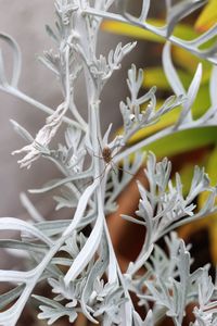 Close-up of insect on plant